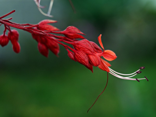 Kwiat | Zdjęcie przedstawia czerwony kwiat na tle zieleni